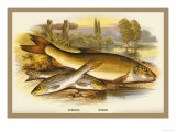 Buy Gudgeon and Barbel at AllPosters.com