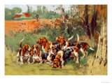 Artesien Normand Bassets