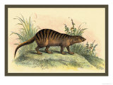 Buy Exotic Creature at AllPosters.com