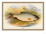 Buy Roach at AllPosters.com