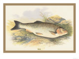 Buy Chub at AllPosters.com