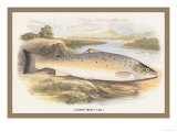Buy Salmon Trout at AllPosters.com