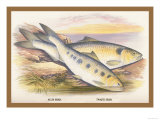 Buy Allis Shad and Twaite Shad at AllPosters.com
