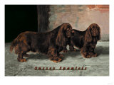 Two Champion Sussex Spaniels