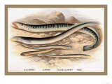 Buy Sea Lamprey, Lampern, Planer's Lamprey and Pride at AllPosters.com