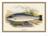 Buy Salmon Trout at AllPosters.com