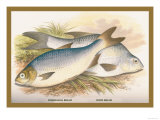 Buy Pomeranian and White Bream at AllPosters.com