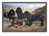 Four Cocker Spaniels