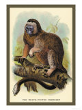 Buy The White-Footed Marmoset at AllPosters.com