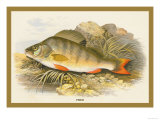 Buy Perch at AllPosters.com