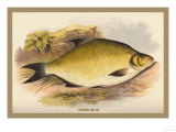 Buy Common Bream at AllPosters.com