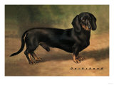 Dachshund Earl Satin