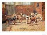 Welsh Hounds