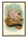 Buy The Red-Footed Night-Monkey at AllPosters.com