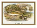 Buy Ruffe and Miller's Thumb at AllPosters.com