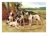 Gascon-Saintongeois Hounds of the Virelade Type