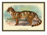 The Clouded Leopard