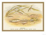 Buy Sticklebacks at AllPosters.com