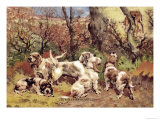 Griffon Vendeen Bassets