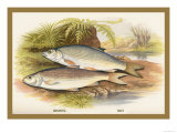 Buy Graining and Dace at AllPosters.com