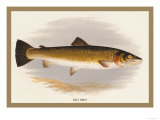 Buy Bull Trout at AllPosters.com