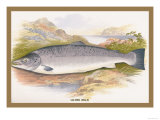 Buy Salmon at AllPosters.com
