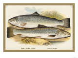 Buy Short-Headed Salmon and Silvery Salmon at AllPosters.com