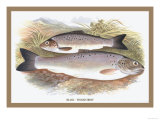 Buy Black-Finned Trout at AllPosters.com