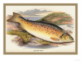 Buy Gilaroo Trout at AllPosters.com