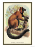 Buy The Red-Ruffed Lemur at AllPosters.com