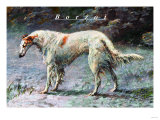 Champion Borzoi