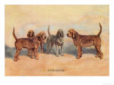 Otter Hounds