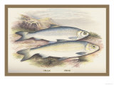 Buy Pollan and Powan at AllPosters.com