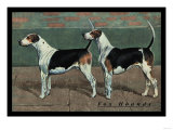 Two Fox Hounds