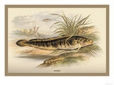 Buy Burbot at AllPosters.com