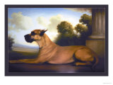 Recumbent Great Dane