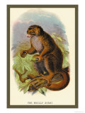 Buy The Wooly Avari at AllPosters.com