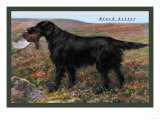 Black Setter