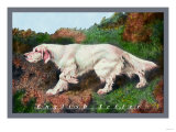 Typical English Setter