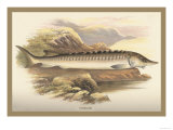 Buy Sturgeon at AllPosters.com