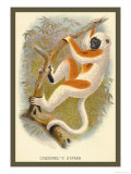 Buy Conquerel's Siafka at AllPosters.com