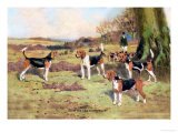 Beagles