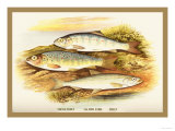 Buy Young Trout, Salmon Parr. and Smelt at AllPosters.com