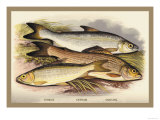 Buy Vandance, Gwynaid and Grayling at AllPosters.com