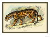 Buy Jaguar at AllPosters.com