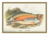 Buy Torgoch and Alpine Charr. at AllPosters.com