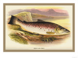 Buy Great Lake Trout at AllPosters.com