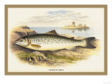Buy Lochleven Trout at AllPosters.com