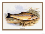 Buy Common Trout at AllPosters.com