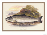 Buy Galaway Sea Trout at AllPosters.com